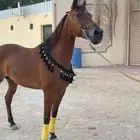 للبيع فرسة شعبية