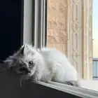 قطط شيرازي