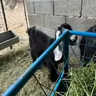 جفره عارضيه عمرها 3 شهور ونص