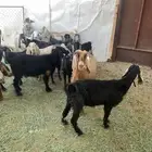 معزا