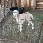 رخل دغور للبيع عيسيه