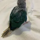 فروخ كنيور