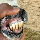 شاة نجدية دافع سونار