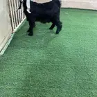 تيس ذبيحه طيب