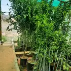 يوسفي مثمر وخوخ