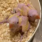 فروخ درة لاتينو عيون أحمر لهواة التميز