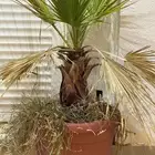 أشجار للبيع في احواض