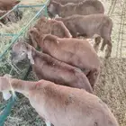 غنم بربري وسواكن وتيوس صوماليه