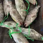 اسماك بلدي طازه صيد اليوم