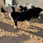بهم نجد ربط