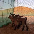 مواليد ماعز قزمي