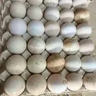 بيض