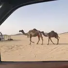 ناقه