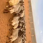 للبيع نعيم