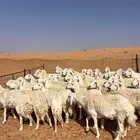 غنم مراح حري حرش