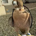 مطلوب شاهين