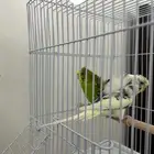 بادجي