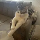 قطه كفقوده