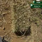 جديد الذرة جيزانية