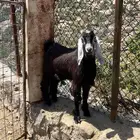 مشروع فحل عارضي