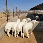 حريات حجم وسط