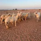 نجد عيس