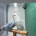 بادجي