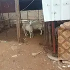 ضان للبيع