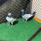 باكستاني شرط المطيار