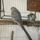 للبيع طيور حب