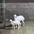 شاه دافع فحص سونار