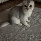 قط سكوتش فولد