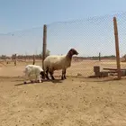 بيعن الله يبارك له نعيم ولد منوة القناي ومعزا متاوم