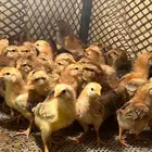 صوص دجاج فرنسي