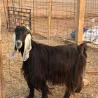 للبيع معزاء عوارض متابيع