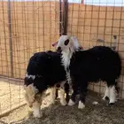 خرفان للبيع