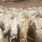 للبيع غنم مقنوي طيبه