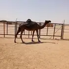 معشر مجهم وتحتها بكره