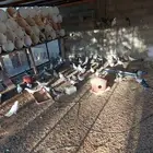 حمام للبيع عشه مشكل تقريبا 35 او 40 جوز على السوم