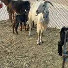 معزا خلفات شاه خلفه متاومه شاه خلفه سواكنيه