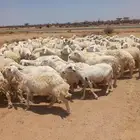 غنم مراح واحد91