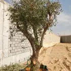 اشجار زيتون معمر