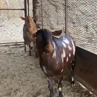 للبيع تيوس فحول