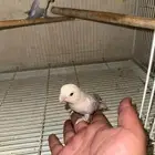 روز وفشرات وكروان