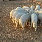 ذبايح لباني حري