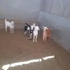 تيوس للبيع