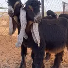 تيوس صنف عوارض مشاريع فحول