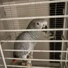 ببغاء كاسكو للبيع 2500