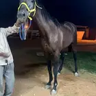 حصان فحل للبيع