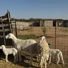 للبيع حريات ثنوات مواليد